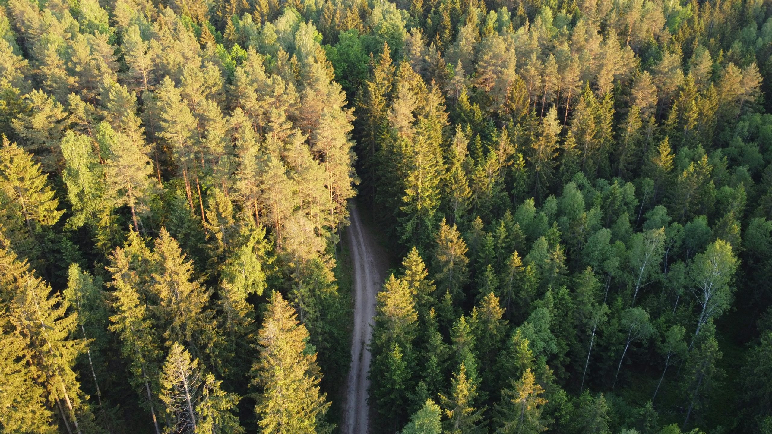 Sell your forest with us!